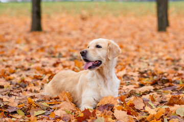 portrait of a old dog of the  golden labrador retriever in an autumn park with yellow and red leaves on a walk
