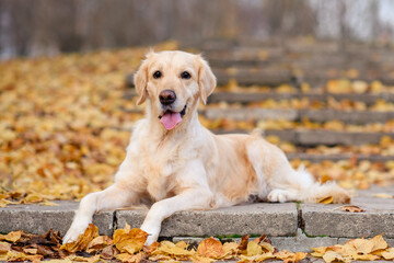 portrait of a old dog of the  golden labrador retriever in an autumn park with yellow and red leaves on a walk