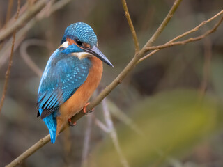 Eisvogel (Alcedo atthis)