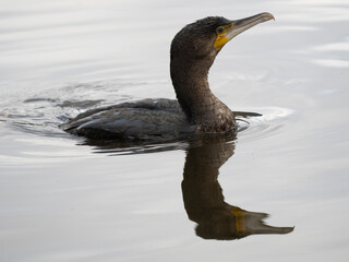 Kormoran (Phalacrocorax carbo)