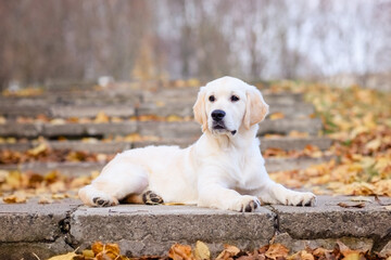 portrait of a dog puppy four months old golden labrador retriever in an autumn park with yellow and red leaves on a walk
