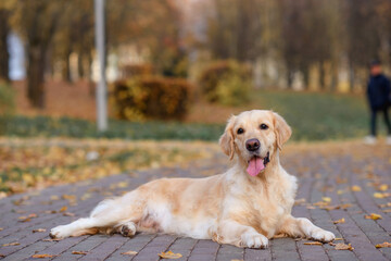 portrait of a old dog of the  golden labrador retriever in an autumn park with yellow and red leaves on a walk