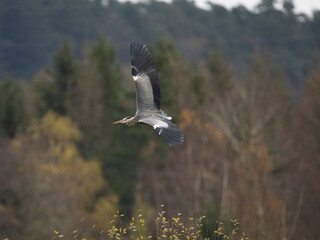 Graureiher (Ardea cinerea)