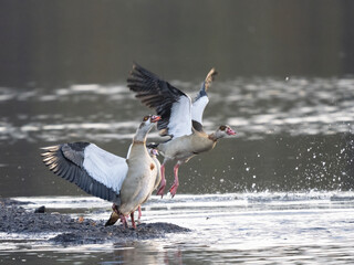 Nilgans (Alopochen aegyptiaca)