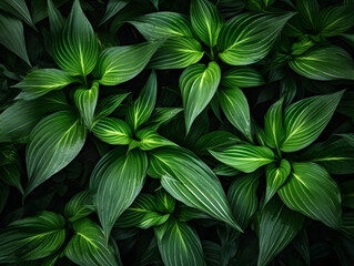 Beautiful green leaves pattern background. Natural texture of green leaves.