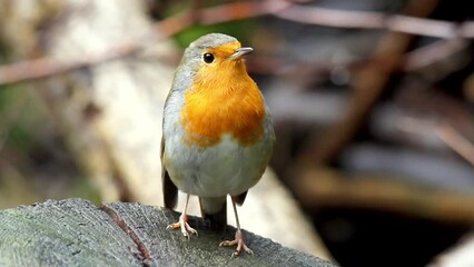 Closeup footage of European robin bird standing on a wet stump in daylight with blur background