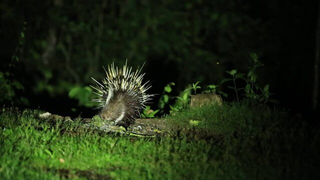 Porcupine living at night at Ban Krang campsites  in kaeng  krachan national park Phetchaburi, Thailand 