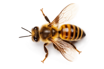 Top view of a honey bee on a white or transparent background cutout. Macro side close-up view. macro. high quality PNG image.