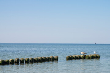 Krajobraz nad morzem Bałtyckim z falochronem i mewą
