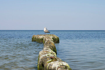 Portret mewy na falochronie nad morzem Bałtyckim