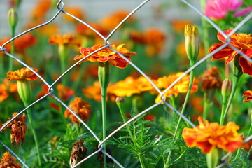 Beautiful and bright flowers in a flowerbed, suitable for a background or screensaver. Many colorful flowers.