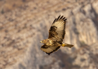 Common Buzzard in autumn mountain