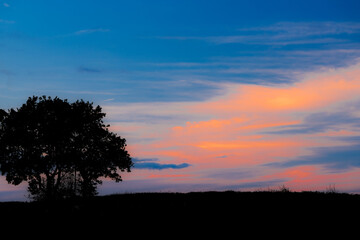 soft sunset with silhouette of tree in the countryside