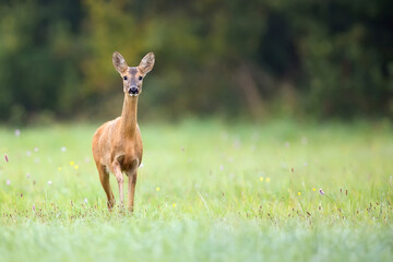 Roe deer in a clearing in teh wild

