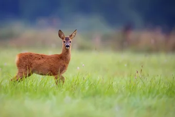 Fototapeten Young roe-deer in a clearing  © Janusz