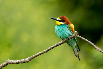 Common Bee-eater is one of the most beautiful bird in Europe