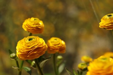 Beautiful ranunculus flowers on blurred background, closeup. Space for text