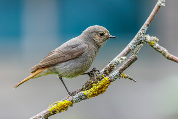 Hausrotschwanz (Phoenicurus ochruros) Weibchen