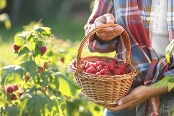 Woman holding wicker basket with ripe raspberries outdoors, closeup. Space for text