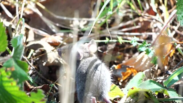Cat playing with little mouse in backyard, hunts in high grass outdoors. Pet catches rodents. Grey and white cat plays with a mouse in the garden. Concept of natural instincts in pets. Slow motion