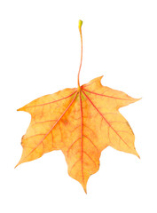 One maple leaf isolated on white. Autumn season