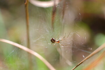Close-up of a cobweb, small spiders, dew drops, rain drops, blades of grass, berries.