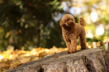 Cute Maltipoo dog on tree stump in autumn park, space for text