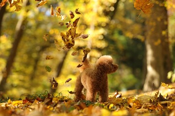 Cute Maltipoo dog and falling leaves in autumn park
