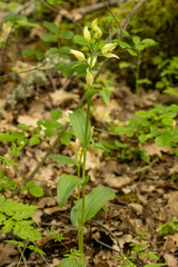 Large White Helleborine (Cephalanthera damasonium)