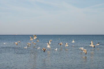 Latające mewy nad morzem Bałtyckim © Sebastian