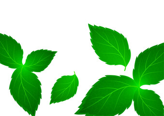 Realistic mint leaf on a white background. Freshness concept. Vector