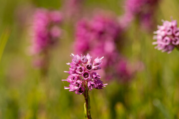 Spike Heath (Bruckenthalia spiculifolia) in natural habitat