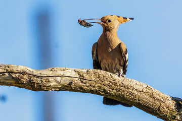 Wiedehopf (Upupa epops) © Rolf Müller