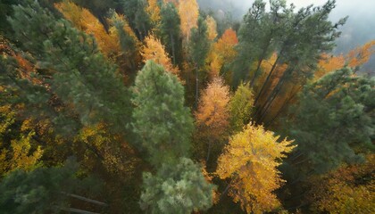 Fototapeta na wymiar 紅葉が美しい公園　森林
