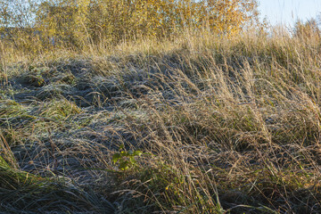 Fototapeta premium In autumn, the grass is covered with frost