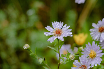 close up view of little white color flowers