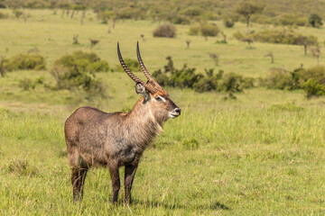 Naklejka na ściany i meble Male defassa waterbuck ( Kobus ellipsiprymnus defassa), Mara Naboisho Conservancy, Kenya.