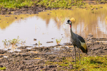 Portrait of Grey crowned crane ( Balearica regulorum), african bird with crown of stiff golden feathers, Mara Naboisho Conservancy, Kenya.