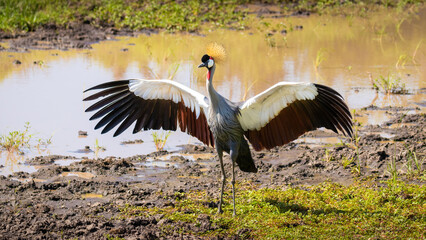 Grey crowned crane ( Balearica regulorum), african bird with crown of stiff golden feathers displaying with its outstretched wings, Mara Naboisho Conservancy, Kenya.