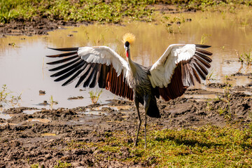 Grey crowned crane ( Balearica regulorum), african bird with crown of stiff golden feathers displaying with its outstretched wings, Mara Naboisho Conservancy, Kenya.