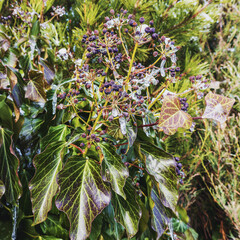Branches of ivy plants with berries in early spring