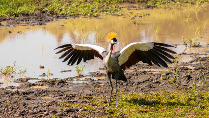 Grey crowned crane ( Balearica regulorum), african bird with crown of stiff golden feathers displaying with its outstretched wings, Mara Naboisho Conservancy, Kenya. © Gunter