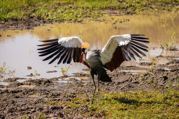 Grey crowned crane ( Balearica regulorum), african bird with crown of stiff golden feathers displaying with its outstretched wings, Mara Naboisho Conservancy, Kenya.