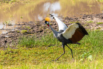 Grey crowned crane ( Balearica regulorum), african bird with crown of stiff golden feathers displaying with its outstretched wings, Mara Naboisho Conservancy, Kenya. © Gunter