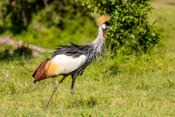 Portrait of Grey crowned crane ( Balearica regulorum), african bird with crown of stiff golden feathers, Mara Naboisho Conservancy, Kenya.