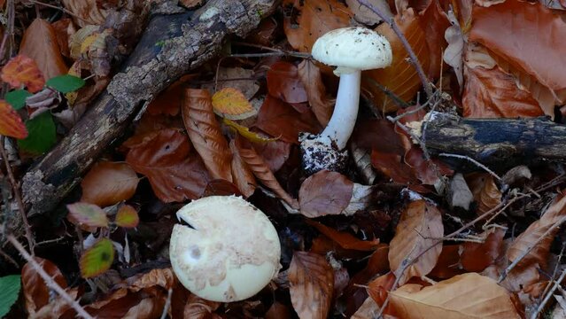 Gelber Knollenbl&auml;tterpilz (Amanita citrina)