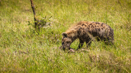 A spotted hyena (Crocuta crocuta) with kill, hyena eating eland, Mara Naboisho Conservancy, Kenya.