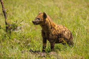 A spotted hyena (Crocuta crocuta) with kill, hyena eating eland, Mara Naboisho Conservancy, Kenya.