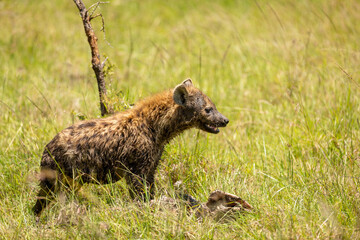 A spotted hyena (Crocuta crocuta) with kill, hyena eating eland, Mara Naboisho Conservancy, Kenya.