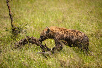 Obraz premium A spotted hyena (Crocuta crocuta) with kill, hyena eating eland, Mara Naboisho Conservancy, Kenya.